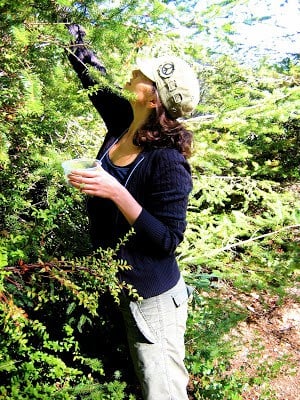 person picking berries from a tree