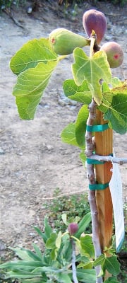 figs growing in a field