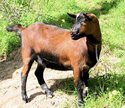 wide shot of a goat
