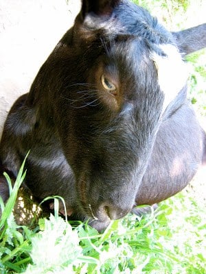 goat eating grass