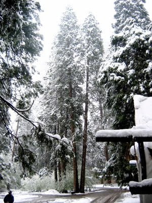 a snowy forest 