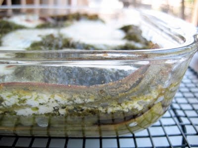 side shot of baking dish with zucchini pest lasagna