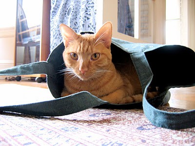 cat in a bag 