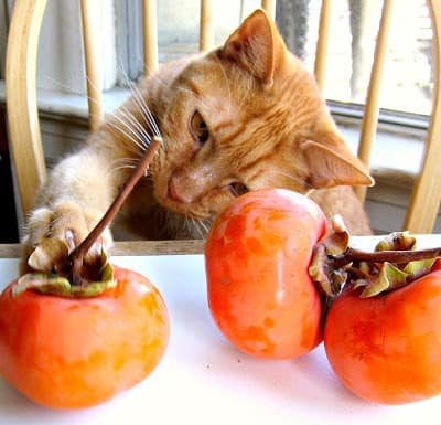 cat with persimmons