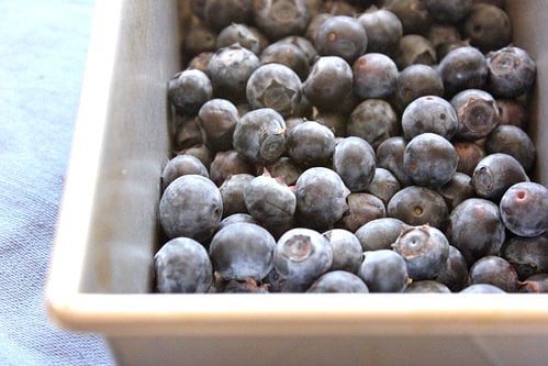 blueberries in a dish