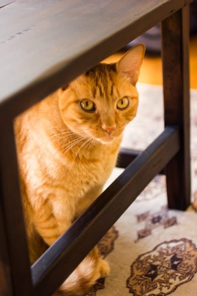 cat under chair