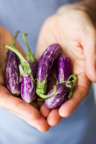 hands holding eggplants 