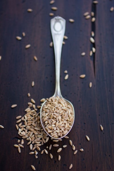 spoon of dried farro