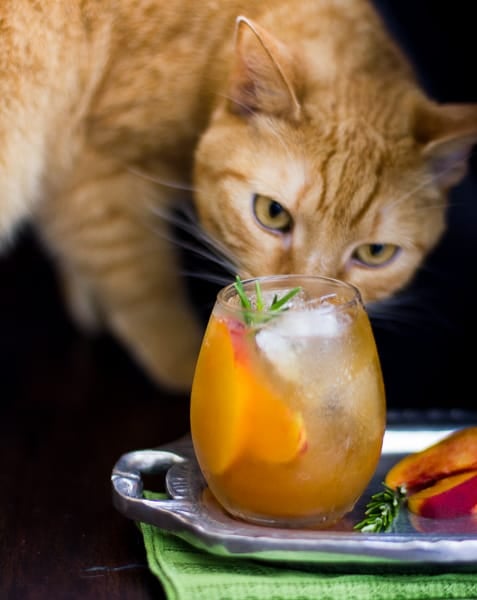 cat and Rosemary Peach Maple Leaf Cocktail 