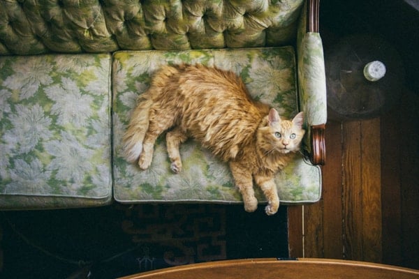 cat on couch 
