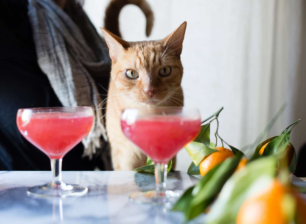 cat and Sparkling Citrus, Lillet & Prosecco Punch