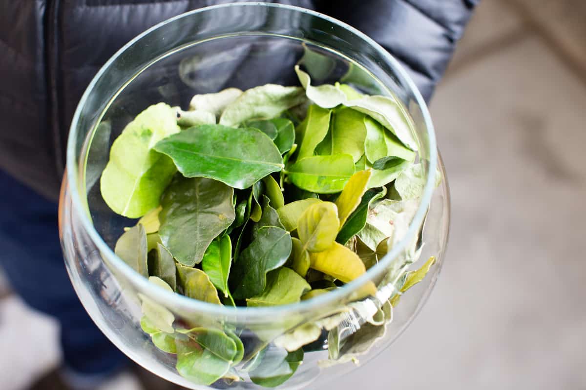 glass full of leaves 