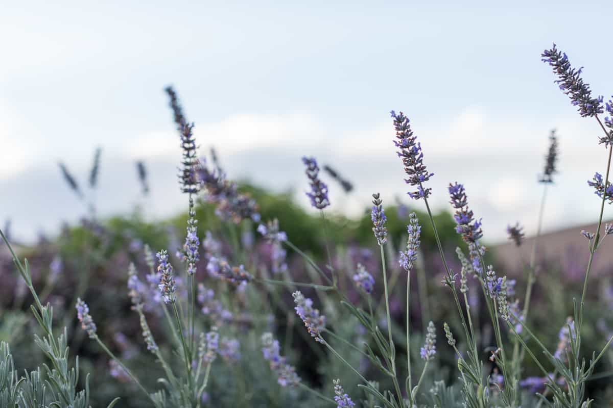 lavender in field 