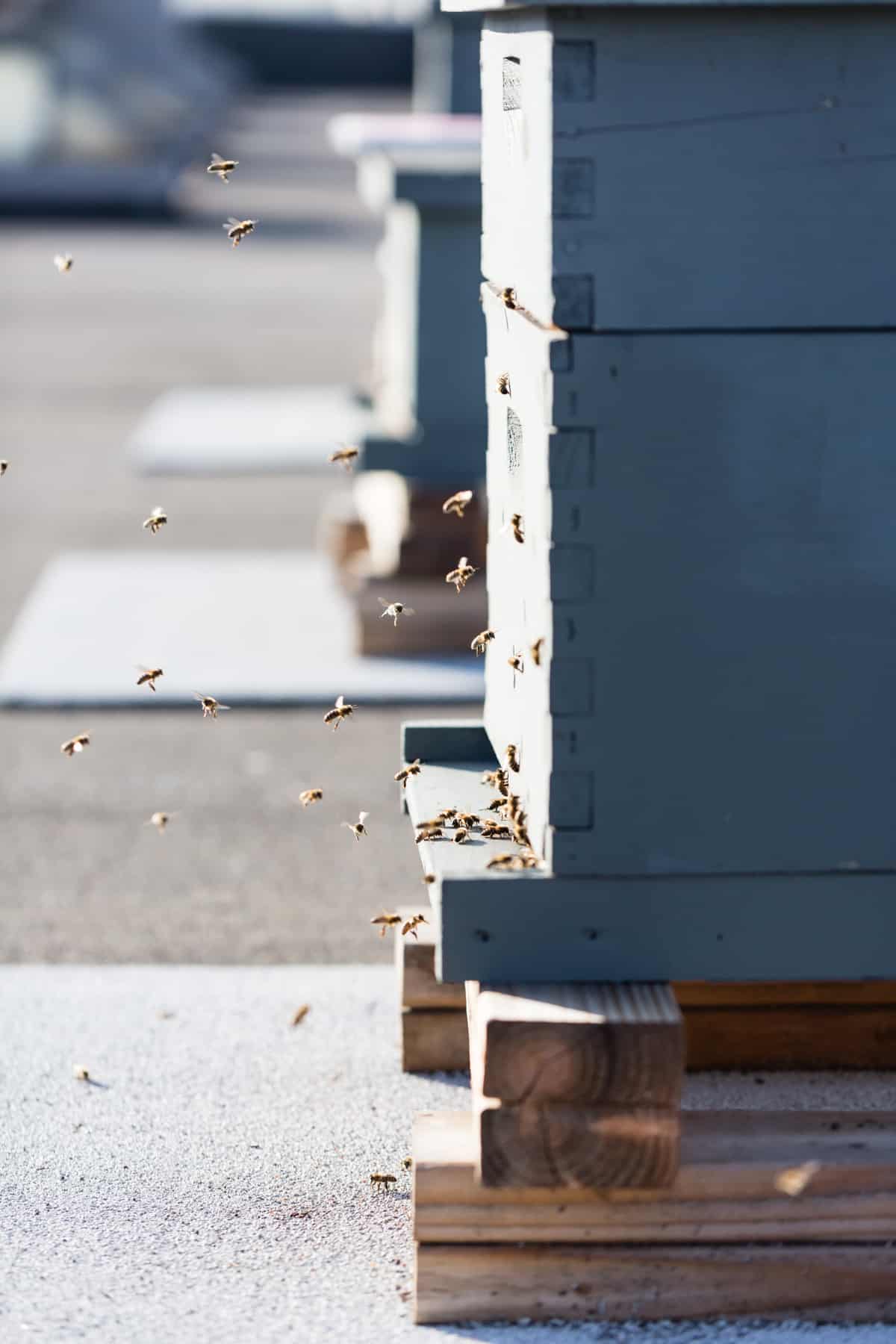 Rooftop beehive in San Francisco