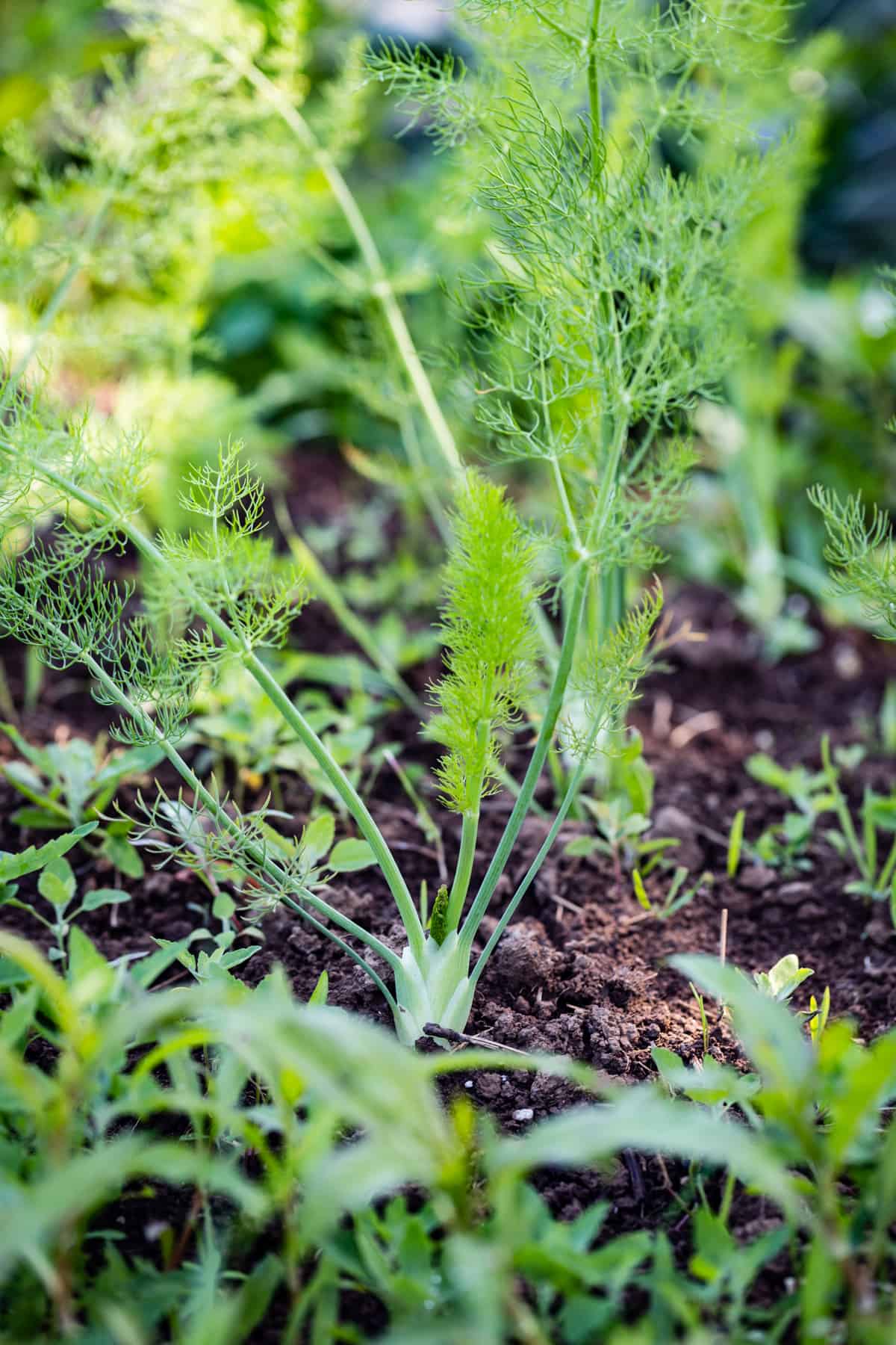 dill at Tumbleweed Farm